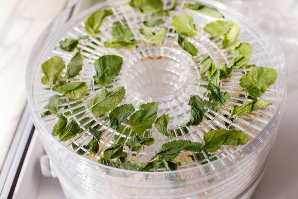 drying herbs in dehydrator