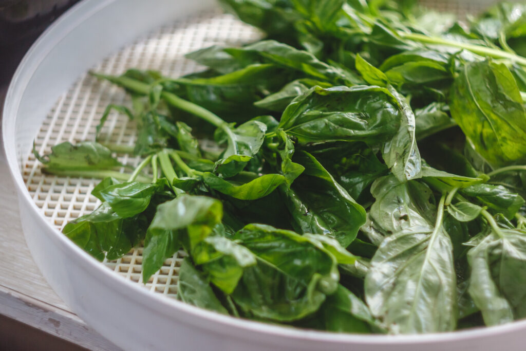 drying herbs in microwave oven