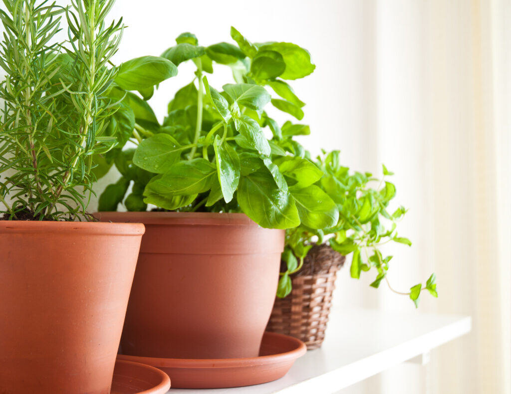 fresh herbs in brown pots lined up on a white wooden surface