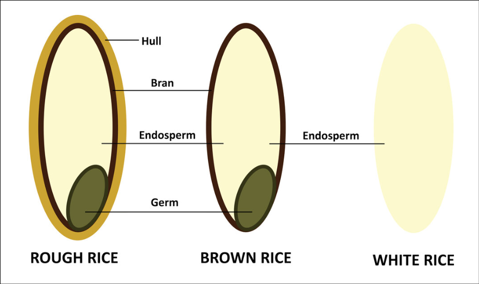 a drawing of a rice grain and its parts to differentiate brown rice from white rice