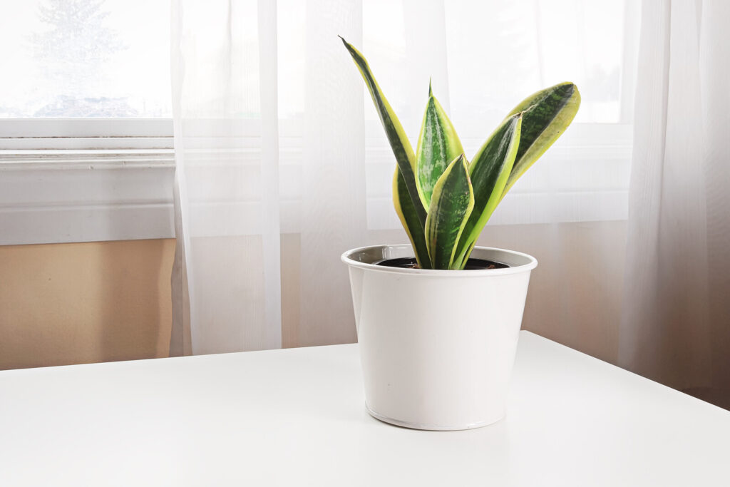 on a white table is a white pot of snake plant